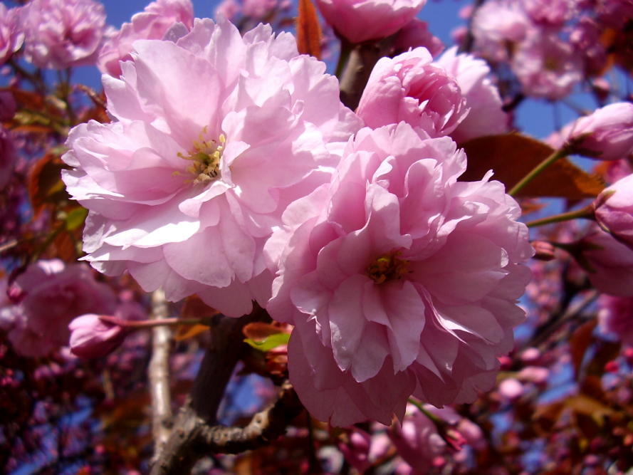 Co znamená slovo Sakura?